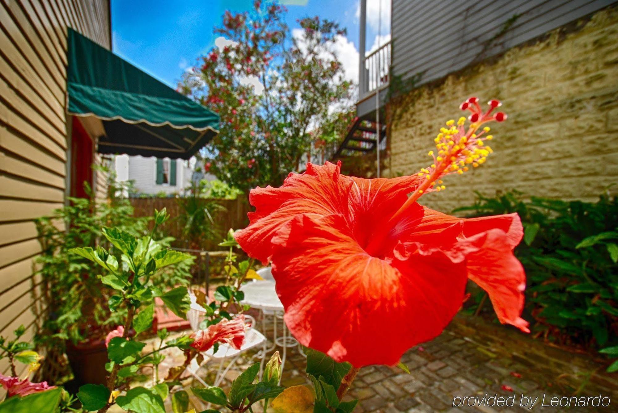 Lamothe House Hotel A French Quarter Guest Houses Property New Orleans Esterno foto
